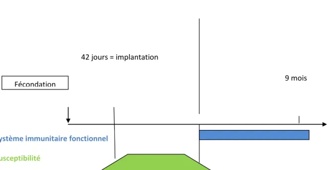 Figure 4 : conséquences immunitaires de l’infection pendant la gestation (Foucras, 2009) 