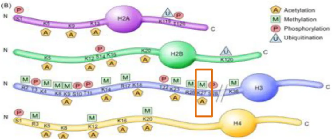 Figure 9. Structure du nucléosome : il est constitué d’un octamère d’histones H2A,  H2B,  H3  et  H4  autour  duquel  s’enroule  un  segment  d’ADN