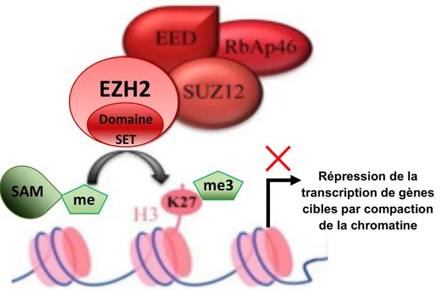 Figure 11. Modèle du complexe PRC2 : le complexe est composé de 4 partenaires dont, EZH2  qui porte l’activité catalytique par son domaine SET