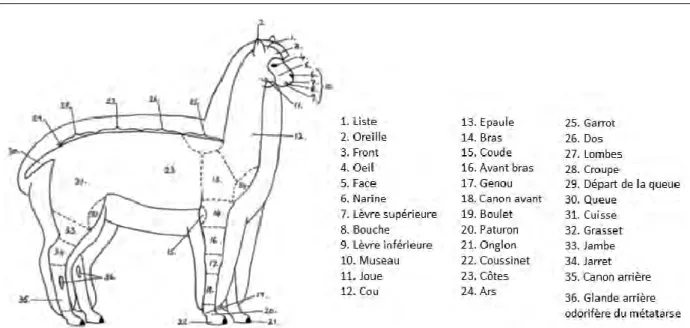 Figure I.2 : Nomenclature désignant les zones anatomiques superficielle du corps de l’alpaga