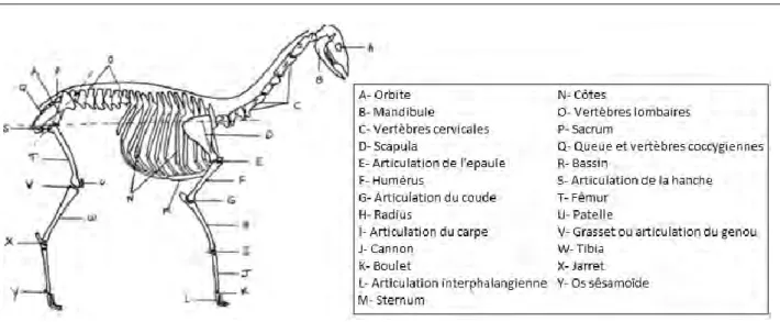 Figure I.9 : Schéma légendé du squelette de l’alpaga.  D’après Alpaca and lama show association