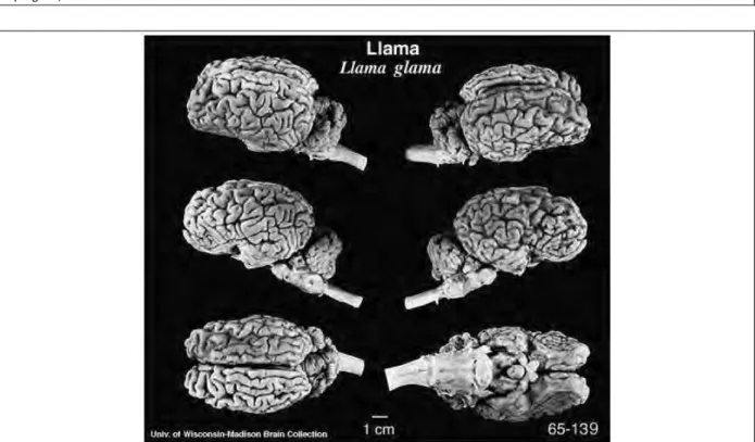 Figure I.18 : Photographie en vues latérales, latérales obliques, ventrale et dorsale de l’encéphale d’un lama