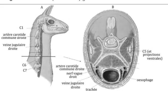 Figure I.21 : relation entre la veine jugulaire et la carotide du lama. (A) : trajet cervical des vaisseaux ; (B) : coupe  transversale du cou au niveau de C6