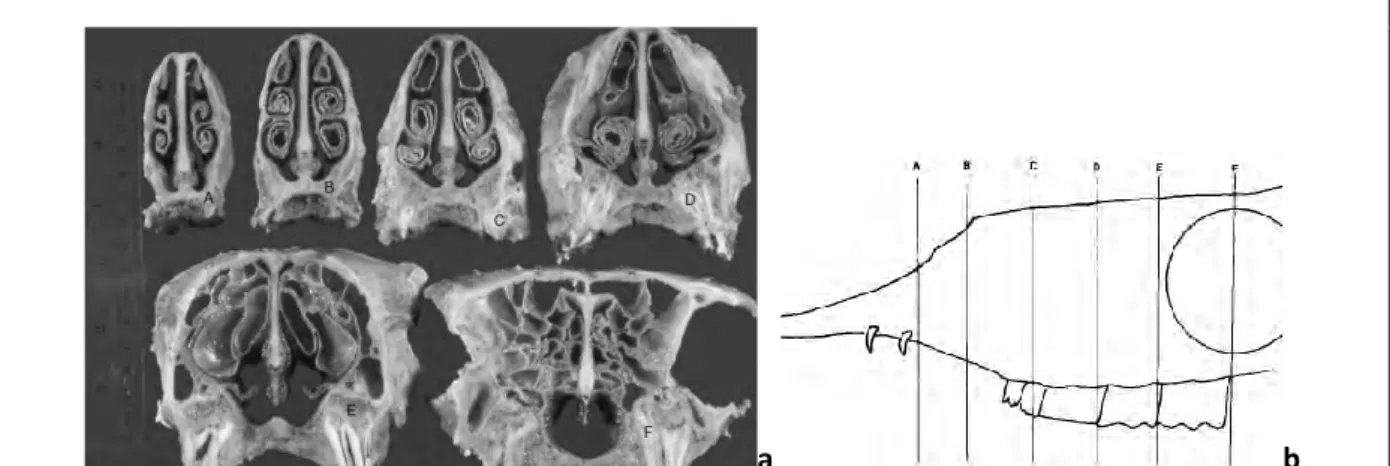 Figure I.27 : Coupes transversales de la cavité nasale d’un lama (a). Localisation des coupes A à F (b)