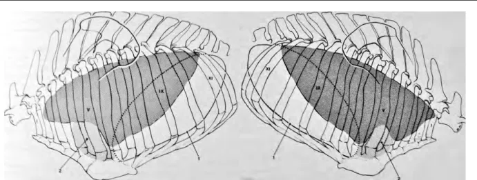 Figure I.30 : Topographie des poumons droit (à droite) et gauche (à gauche) et de la cavité pleurale