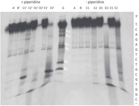 Fig. 1. Double-strand oligonucleotide (20 l M base pairs) non irradiated (line A), irradiated alone 2 h at k &gt; 320 nm (line B), non irradiated in the presence of 40 l M of KP, TP or NP (lines C 1 , D 1 and E 1 respectively) or irradiated in the presence