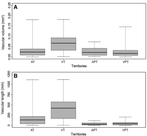 Fig. 4. Size distribution of the vascular territories: statistical characteristics (box-plot) of vascular volume (A) and vascular length (B) of the arterial (AT) and venous (VT) territories and of the preferential, arterial (APT) and venous (VPT), territor