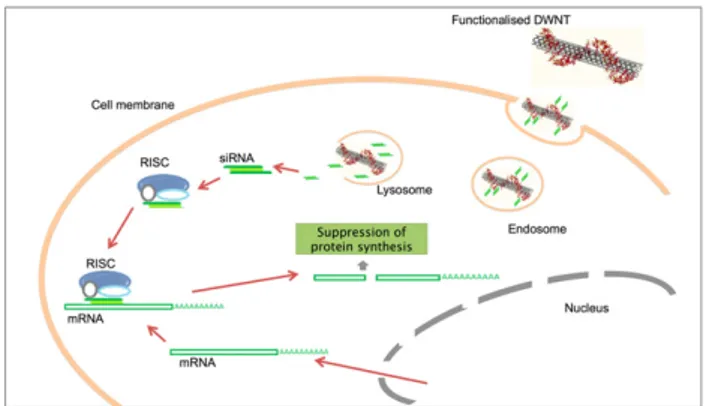 Figure 1. Schematic representation of uptake and release of siRNA inside the cell for gene silencing
