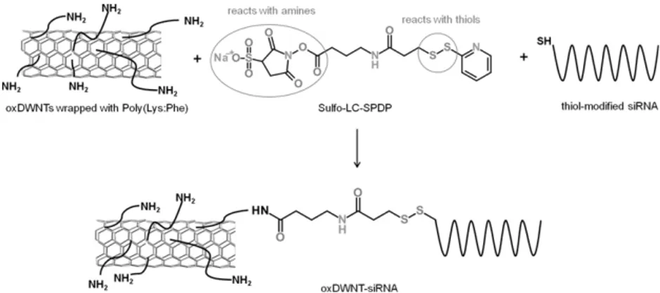 Figure 2. Attachment of thiol-modified siRNA to Poly(Lys:Phe)-wrapped oxDWNTs using the heterobifunctional cross-linker