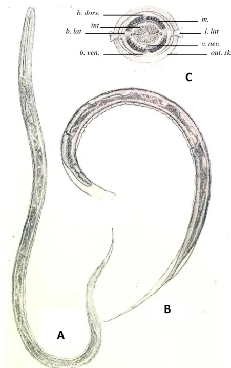 Figure 5.4: Morphology of the mature third stage larvae b. dors. int . b. lat b. ven.     m