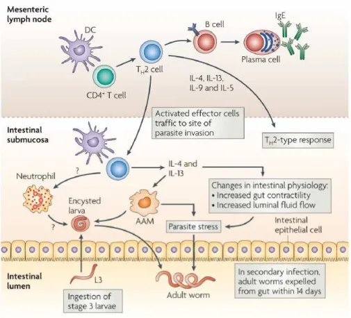 Figure 1.2: Schematic representation of a protective Th2 immune response against helminths in mice