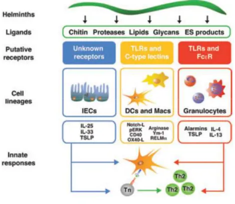 Figure 1.3: Innate immune cell recognition and response to helminth-derived products