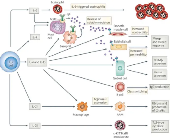 Figure 1.4: Effector cells in the Th2 immune response against helminth