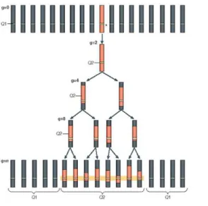 Figure 5.2: Schematic representation of the recombination history in a given population (repro- (repro-duced from Andersson &amp; Georges [14])