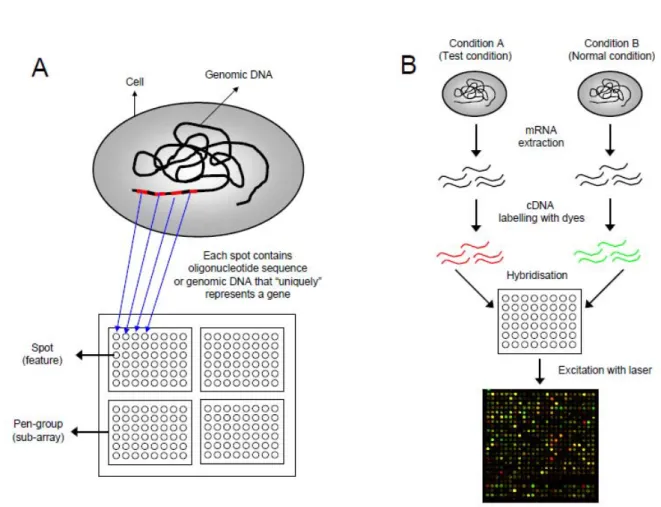 Figure 4.3: The microarray technology (image reproduced by courtesy of M. Madan Babu).