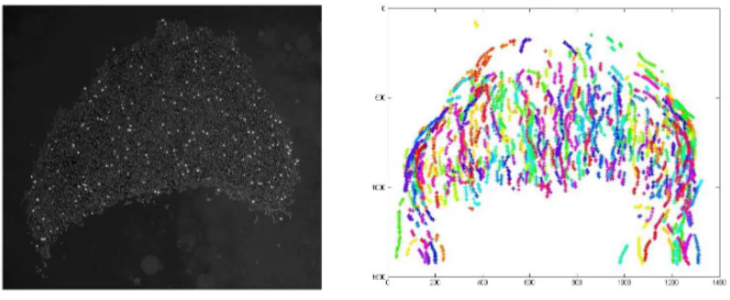 Figure 1: (a) Barchan dune seeded with white beads (b) Trajectories of the white particles.