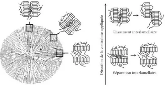 Figure A-23. Déformation des lamelles d'un sphérolite en fonction de leur distribution par rapport à la direction  de la contrainte appliquée [87]  