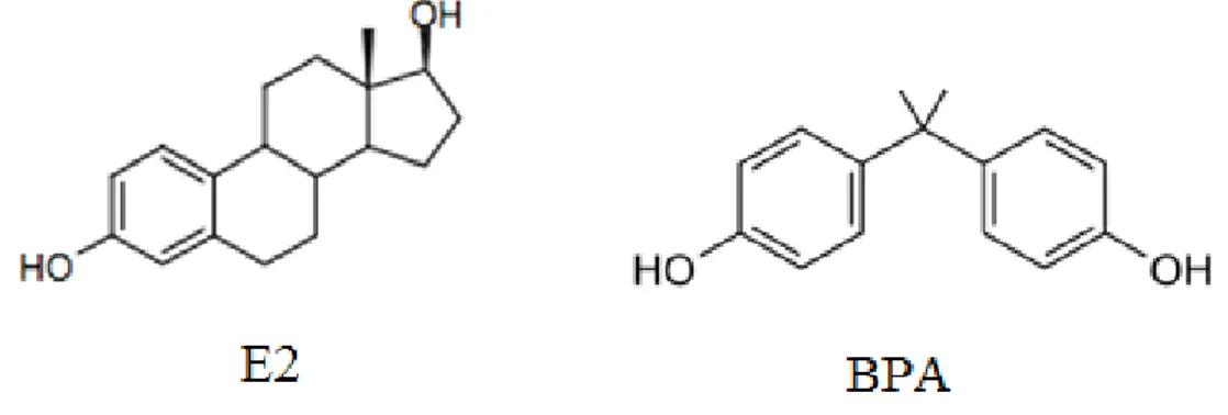Figure 1 : Structure chimique de l’œstradiol (E2) et du bisphénol A (BPA) 