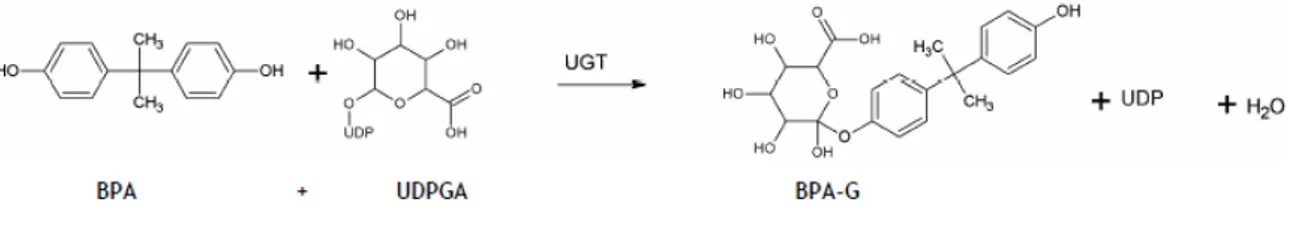 Figure 5 : Réaction de glucurono-conjugaison du BPA en BPA-G par les UGTs.  
