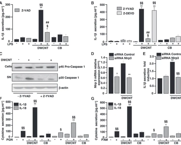 Figure 2. DWCNT –induced IL-1β release in human monocytes results from Nlrp3-dependent caspase-1 activation