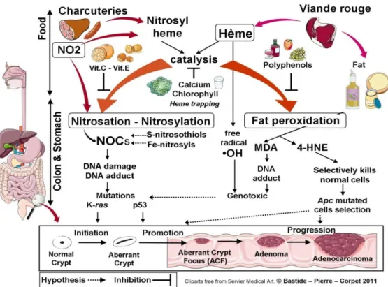 Figure 3 : Relation entre le fer et les nitrites des produits carnés et le cancer [16] 