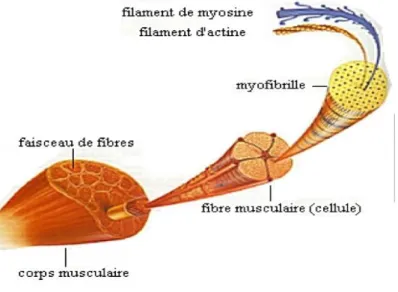 Figure 1 : La composition d’un muscle [7]