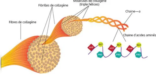 Figure 2 : Schéma du collagène [8]