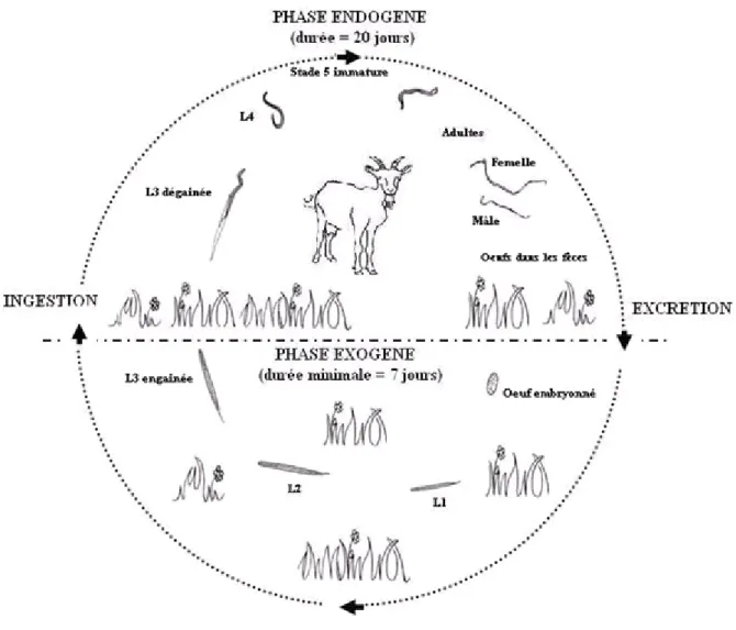 Figure 3: Cycle évolutif simplifié d’un nématode digestif chez la chèvre