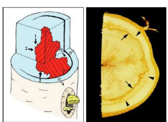 Figure 4: Compartimentation des microorganismes dans le bois. A gauche, les quatre murs  composant  le  modèle  CODIT  (1  à  4)  sont  représentés  (voir  texte)