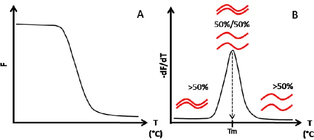 Figure  13:  Analyse  de  fusion  d’un  produit  PCR  en  RT-PCR.  (A)  Représentation  de  la  fluorescence  en  fonction  de  la  température