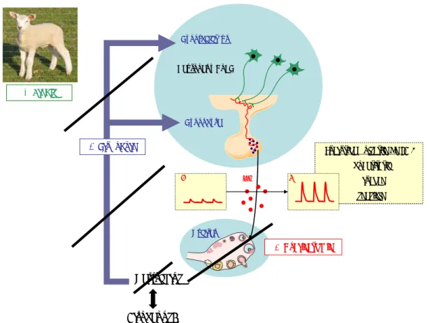 Figure 12: Représentation schématique du modèle animal d’étude  : la brebis prépubère  ovariectomisée