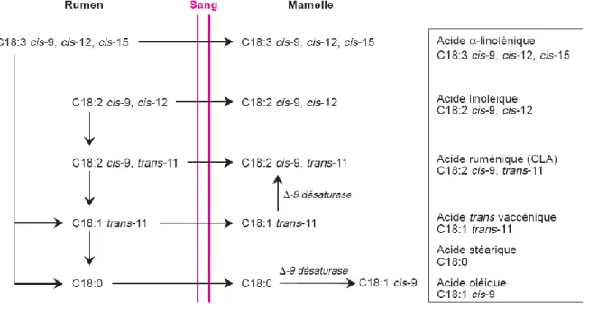 Figure 12 : Principales voies de synthèse des acides gras trans et du CLA du lait. 
