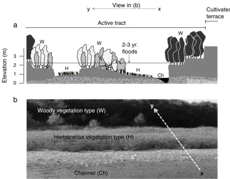 Figure 2. Location of the two vegetation types (herbaceous, H, and woody, W) within the active tract of the River Tech in the piedmont zone.