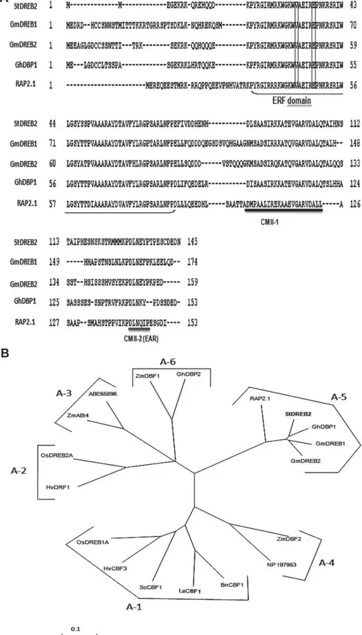Fig. 1. Amino acid sequence comparison and phylogenetic relationship of StDREB2 with other plant DREBs
