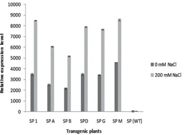 Fig. 8. Improved vigor of transgenic potato plants overexpressing StDREB2. Plants were cultivated under standard conditions