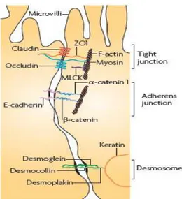 Figure 5. Représentation schématique des jonctions serrées  (Salim &amp; Soderholm, 2011) 