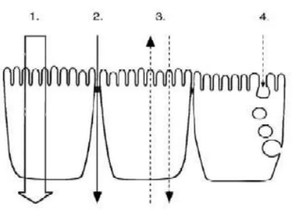Figure 6. Schéma des différentes voies de passage possible des substances actives à travers  l’épithélium intestinal