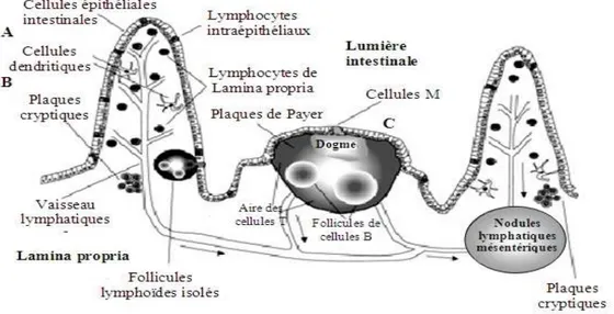 Figure 7. Description schématique générale du système immunitaire associé à la muqueuse  intestinale