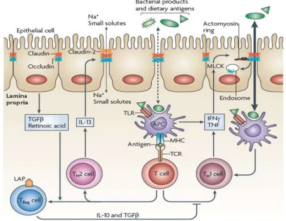 Figure 12. Interaction entre le système immunitaire et la régulation de la barrière intestinale