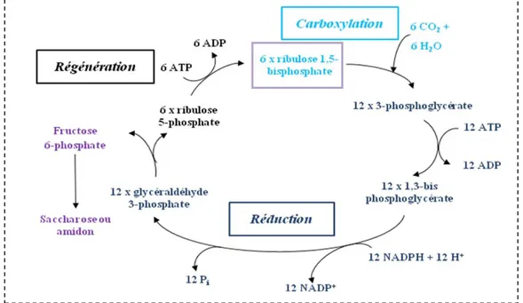 Figure I. 7 : Rôle de la RuBisCo dans le cycle de Calvin   (sources : Hopkins et Evrard, 2003, Moreau et Prat, 2008)