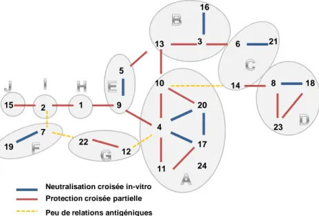 Figure 6: Représentation de la variabilité génétique et la proximité  antigénique des différents sérotypes du virus de la Bluetongue