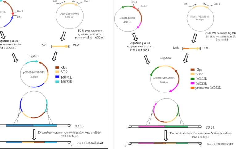 Figure 17: Principe de construction du virus recombiné 