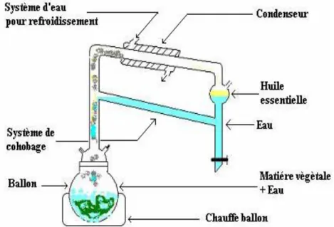 Figure II. 1: Appareillage type Clevenger  utilisé  pour l’hydrodistillation  d’huile essentielle