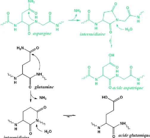 Figure	 I	 ‐	 14.	 Représentation	 du	 mécanisme	 général	 de	 déamidation	 non‐enzymatique	 de	 l’asparagine	et	la	glutamine.	