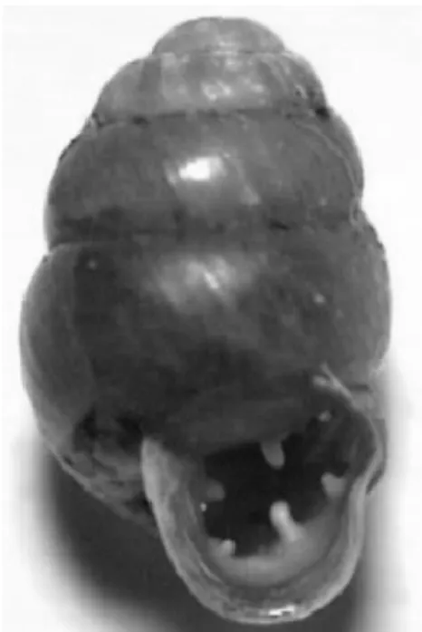 Figure 3 : Vue ventrale d’une coquille de Vertigo  moulinsiana (Saint-Martin-au-Laërt, 21 mai 