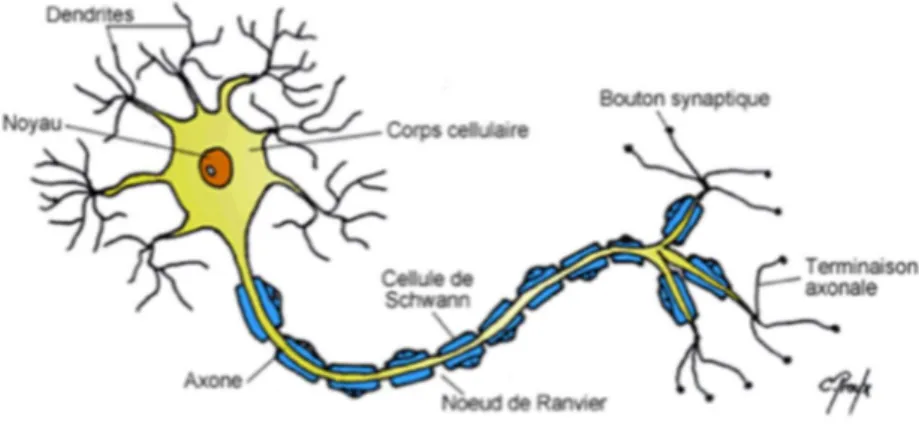 Figure 4 : Représentation d’un neurone (31) 