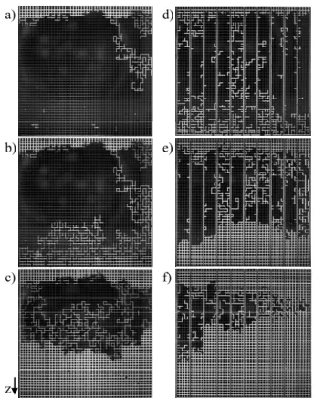 FIGURE 4.  Non-isothermal phase distributions for drying  with a positive temperature gradient: temperature at the open  top of the network T o  = 28°C, temperature at the bottom T b  =  52°C