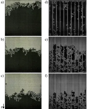 FIGURE 5.  Non-isothermal phase distributions for drying  with a negative temperature gradient: temperature at the  open top of the network T o  = 75°C, temperature at the  bottom T b  = 52°C