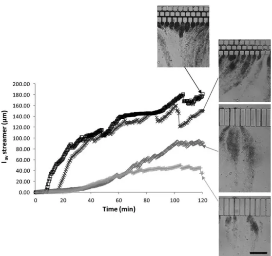 Figure 11. Average streamer length in mm vs time for the diﬀerent ﬂow conditions. }: pseudo-cross-ﬂow mode with straight channels; ¤: pseudo-cross-ﬂow mode with staggered channels; þ: dead-end mode with straight channels; 6: dead-end mode with staggered ch