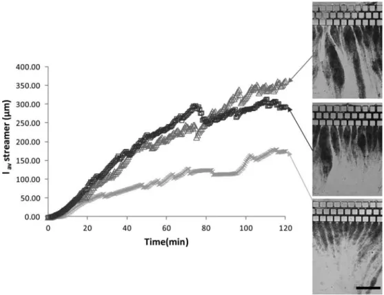 Figure 13. Average streamer length in mm vs time for diﬀerent ﬂow rates in the dead-end mode with staggered channels